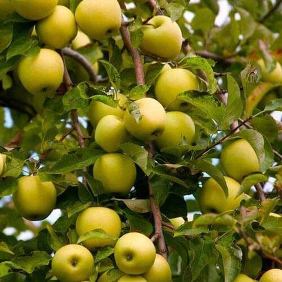 Vibrant golden delicious apples growing densely on a branch of an apple tree, surrounded by green leaves.