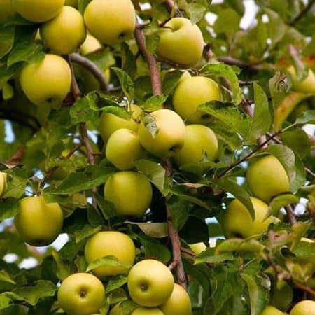 Vibrant golden delicious apples growing densely on a branch of an apple tree, surrounded by green leaves.
