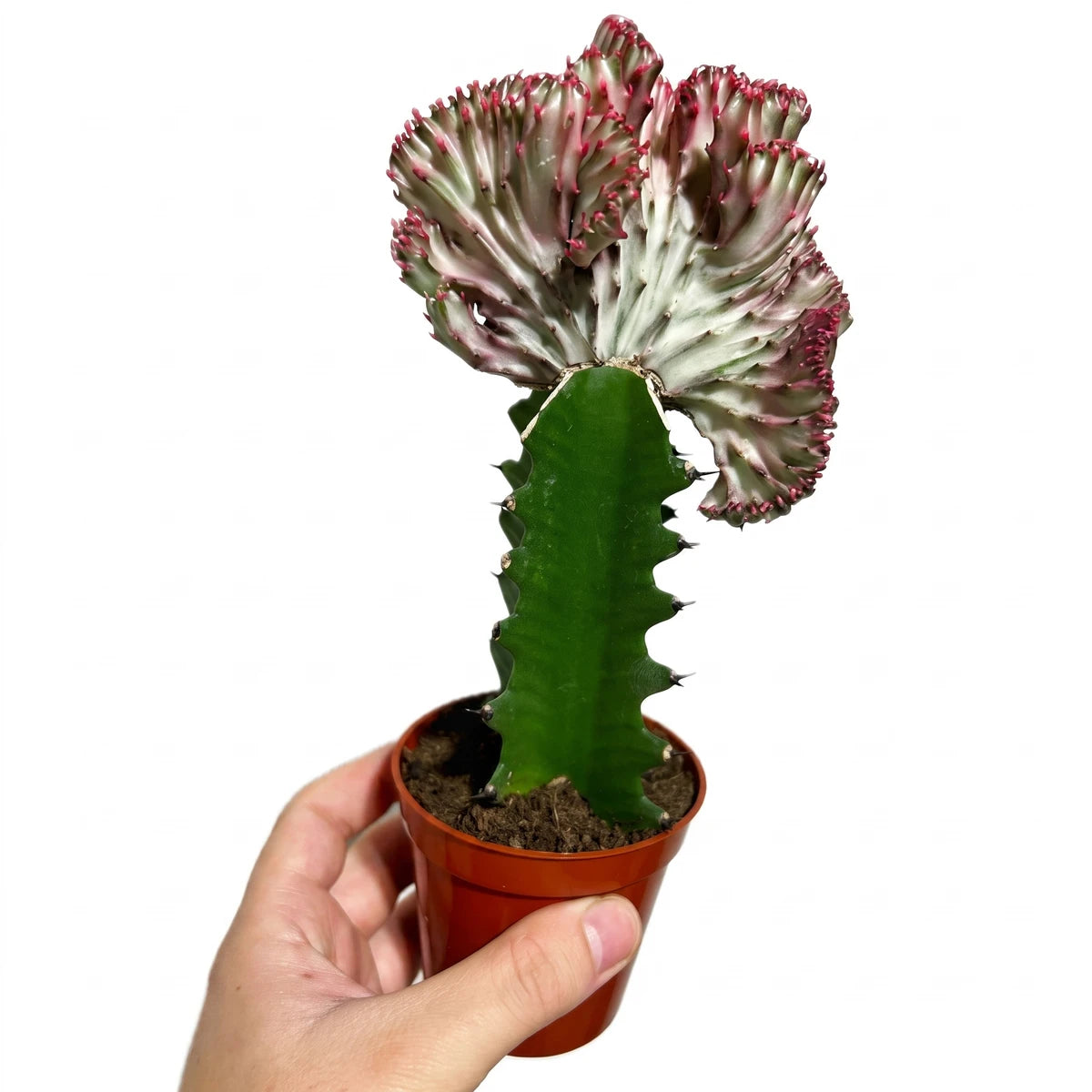 Grafted Euphorbia Lactea Coral Cactus with a green stem and variegated pink and white crested top, held in a small brown pot.