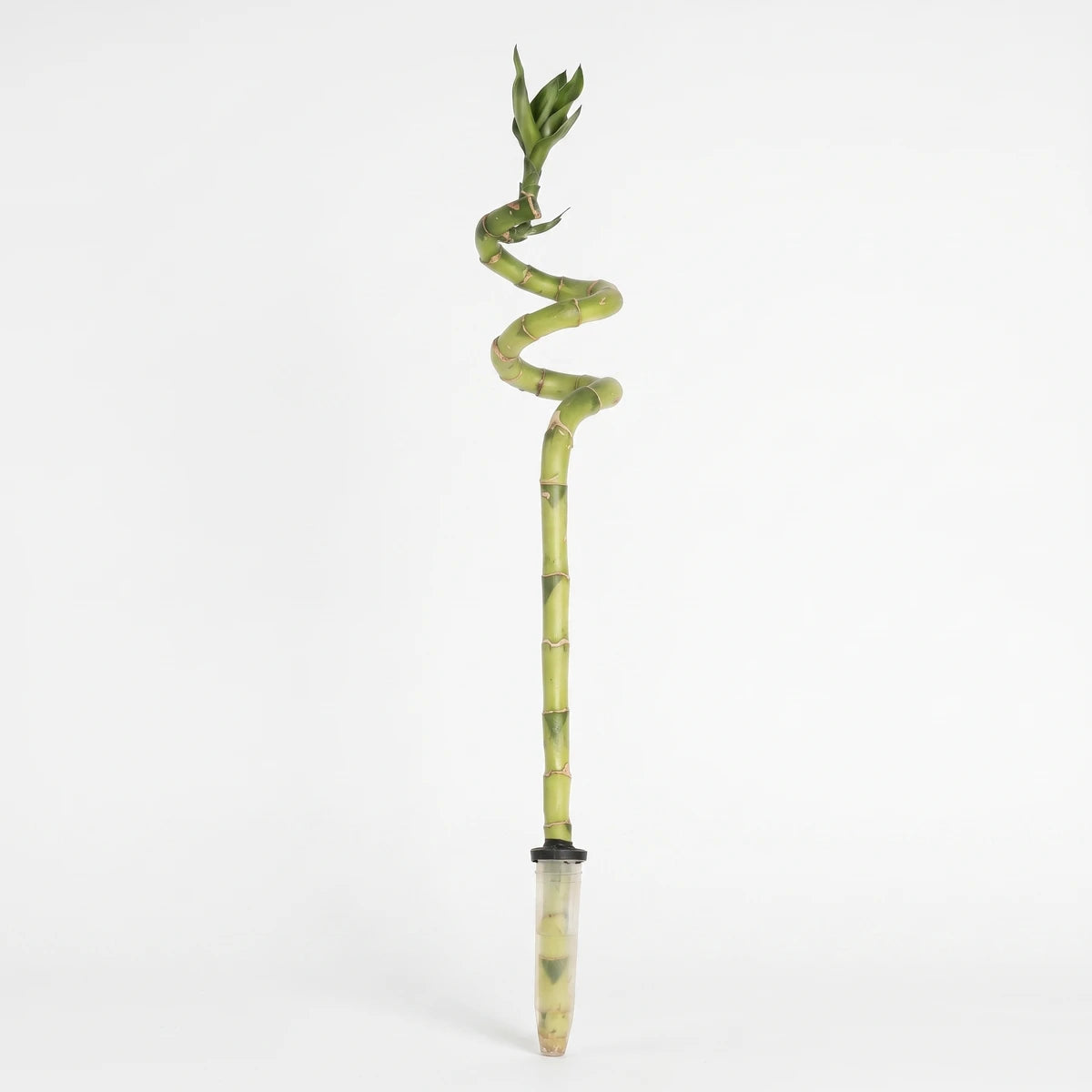 Green spiral lucky bamboo plant in a clear glass bottle, presented vertically with fresh leaves at the top.