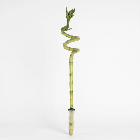Green spiral lucky bamboo plant in a clear glass bottle, presented vertically with fresh leaves at the top.