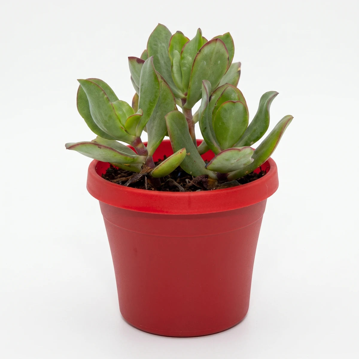 Green succulent plant in a vibrant red classic boot pot, showcasing its unique foliage and compact size.