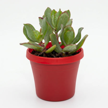 Green succulent plant in a vibrant red classic boot pot, showcasing its unique foliage and compact size.