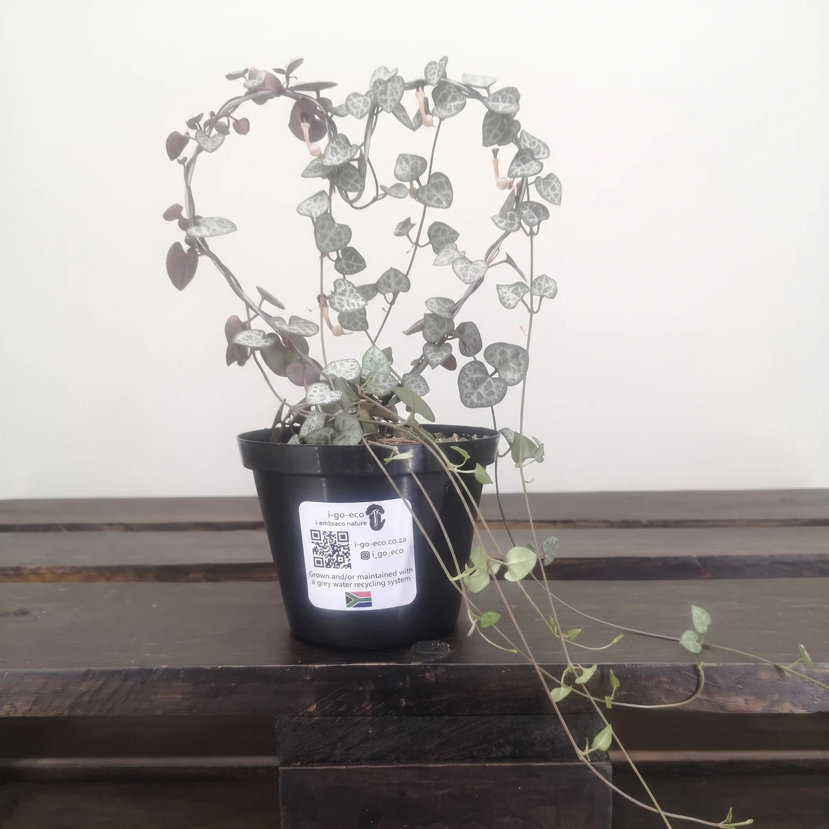 Heart-Leaf Ceropegia plant with silver-green heart-shaped leaves trailing from a black pot, resting on a wooden surface.