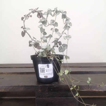 Heart-Leaf Ceropegia plant with silver-green heart-shaped leaves trailing from a black pot, resting on a wooden surface.