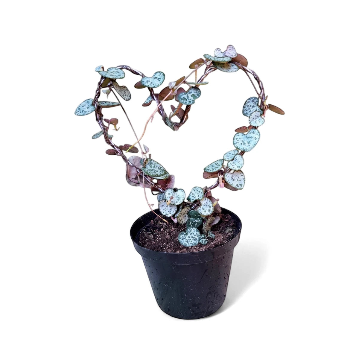 Heart-Leaf Ceropegia plant with green and silver patterned heart-shaped leaves on a wire trellis, in a black pot.