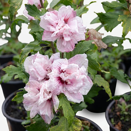 Pink double-flowered Hibiscus 'Blushing Bride' plant with lush green leaves, displayed in a nursery pot.
