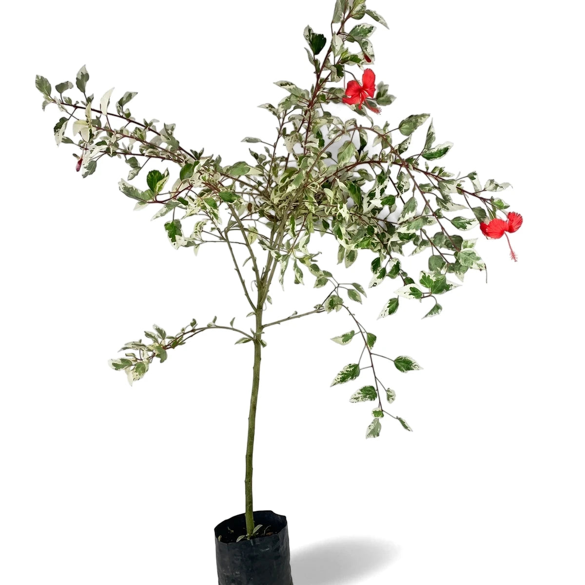 A Hibiscus Standard/Lollipop Grafted Variety plant with variegated green and white leaves and vibrant red flowers, presented