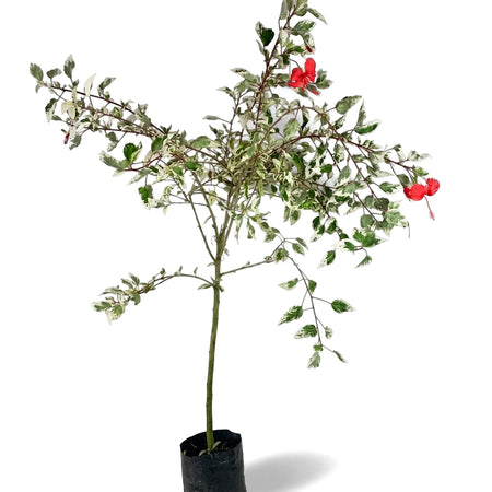 A Hibiscus Standard/Lollipop Grafted Variety plant with variegated green and white leaves and vibrant red flowers, presented