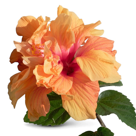 Close-up of a vibrant Hollywood Hibiscus DJ O Brian flower, showcasing its delicate orange and pink petals and green leaves.
