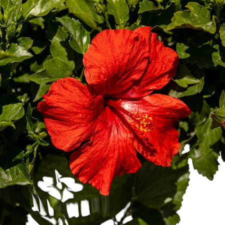 A vibrant red Hollywood Hibiscus First to Arrive flower, featuring striking yellow stamens, photographed in a close-up.