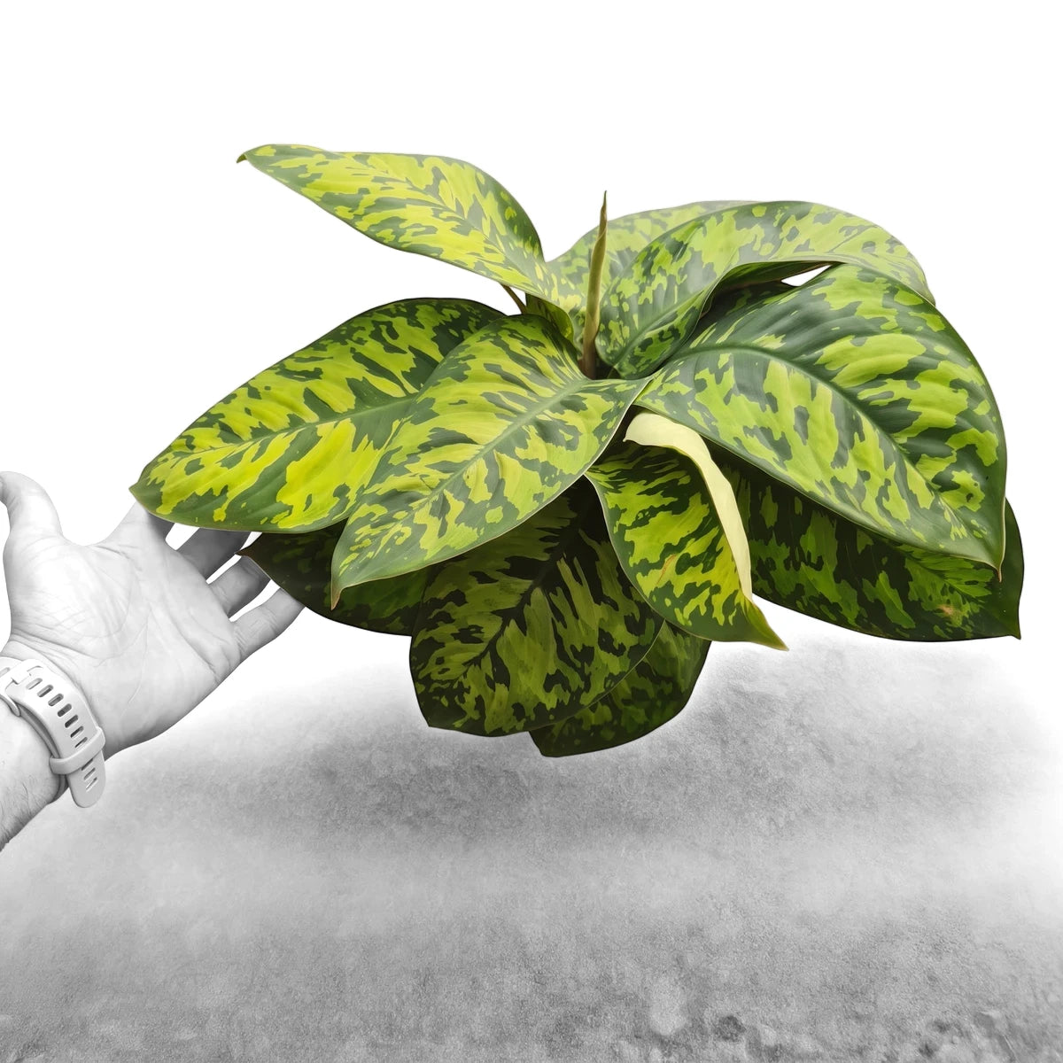 Homalomena Camouflage plant with variegated green and yellow leaves, held by a person's hand wearing a blue watch.