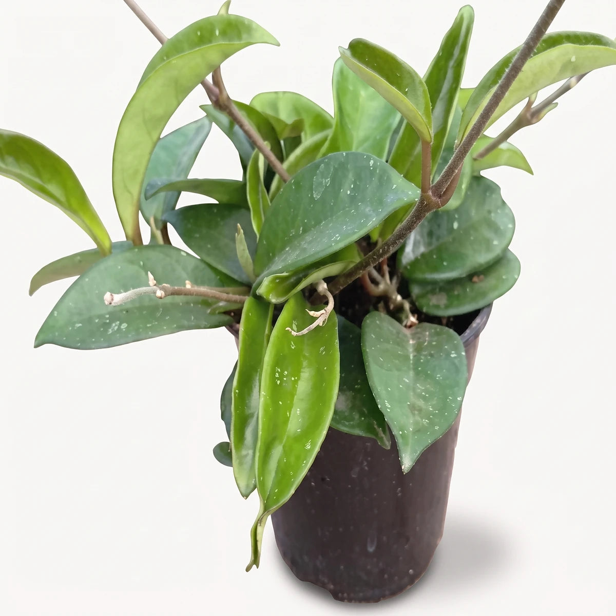 Green Hoya Carnosa houseplant with glossy leaves and visible stems in a dark pot on a wooden surface.