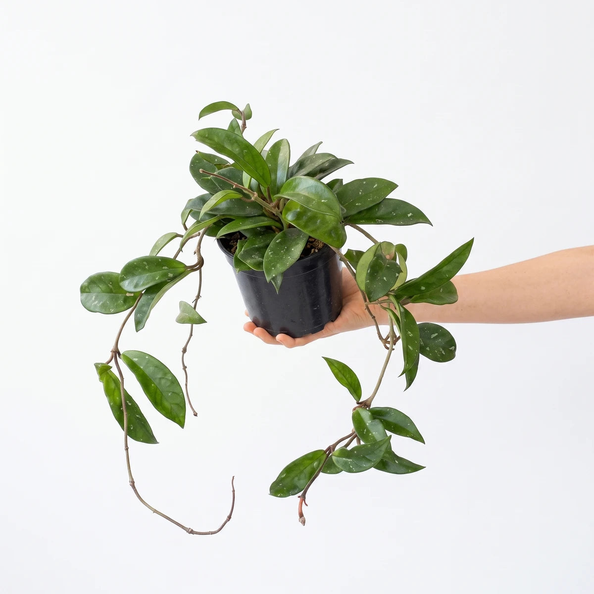 Hoya Carnosa Lemon Lime plant with lush green trailing vines, presented in a black pot, held by a person's hand.