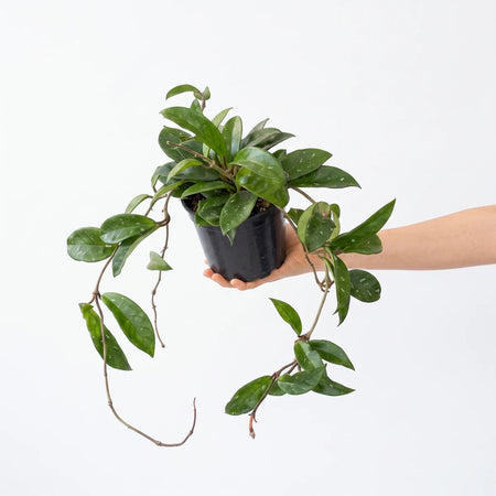 Hoya Carnosa Lemon Lime plant with lush green trailing vines, presented in a black pot, held by a person's hand.