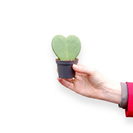 Heart-shaped Hoya Kerrii Sweetheart plant in a small dark pot, held by a person's hand.