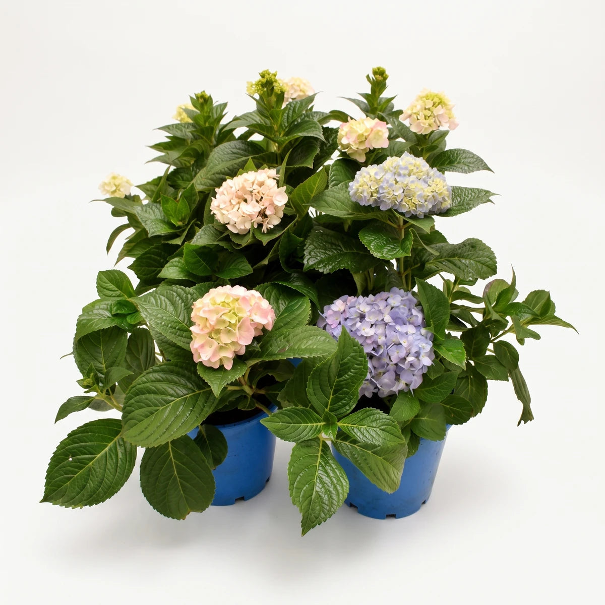 Potted Hydrangea Macrophylla plants with pink, pale yellow, and purple blooms and green leaves in blue pots.