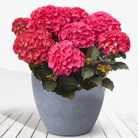 A vibrant Hydrangea Tuxedo Mophead Red (17cm) plant showcasing full red blooms in a textured grey pot.