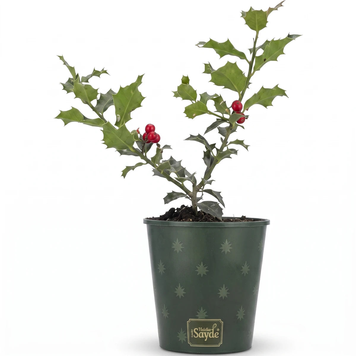 A vibrant Ilex Holly plant, 14cm, in a dark green pot, featuring glossy green leaves and bright red berries.