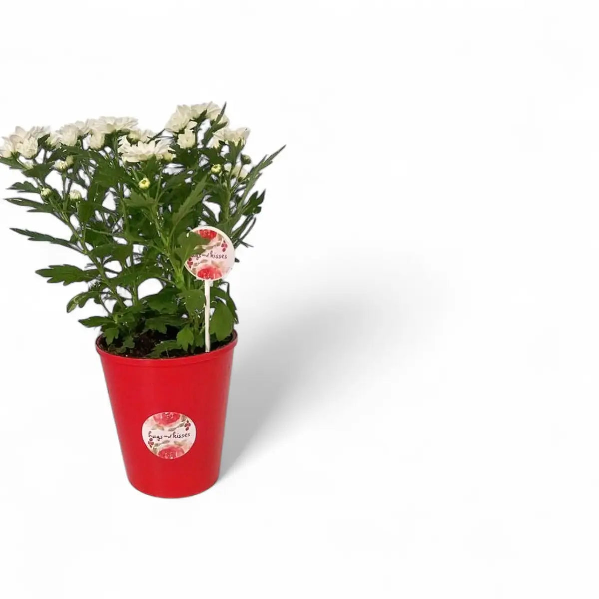 Chrysanthemum Swifty in Over Pot (12cm)