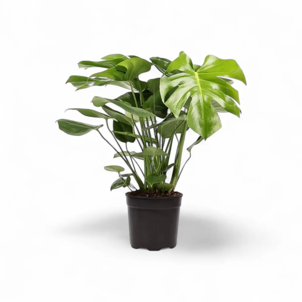 Monstera Deliciosa (19cm)