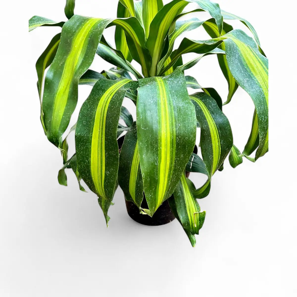 Dracaena Compacta - 3 Plants (23cm)