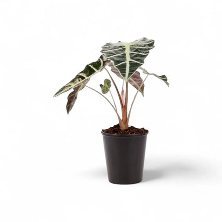 Alocasia Amazonica Elephant Ear (14cm)