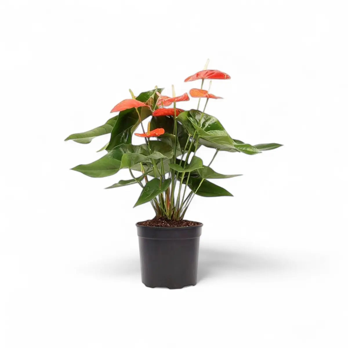 Anthurium Multi-Plant (23cm)