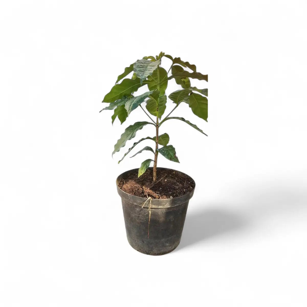 Coffee Arabica Plant (25cm)