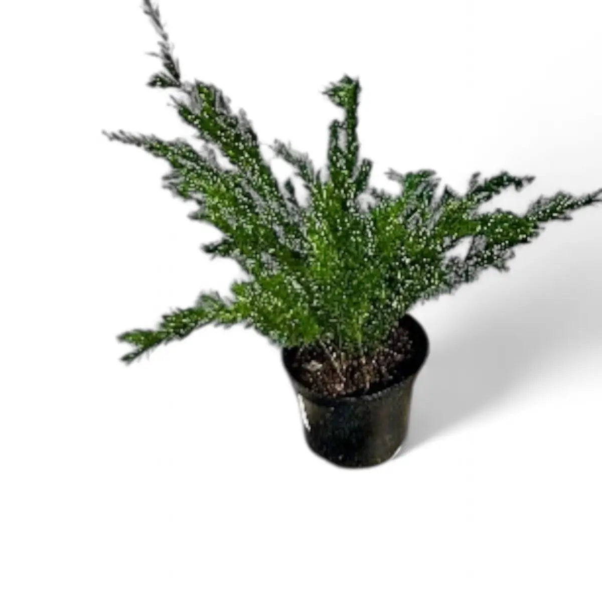 Asparagus Green Ripple Fern (19cm)