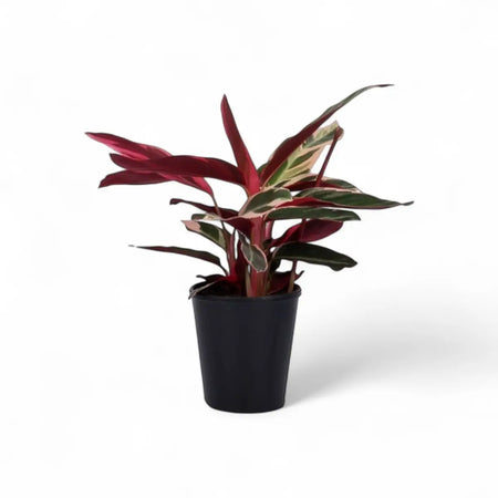 Calathea Triostar Stromanthe (14cm)