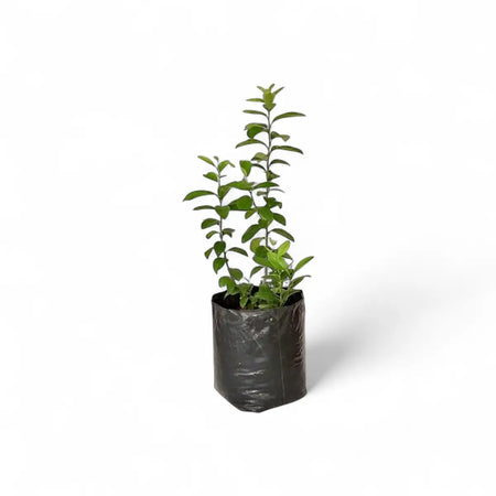 Citrus Dwarf Navel Orange Tree (16.5cm)