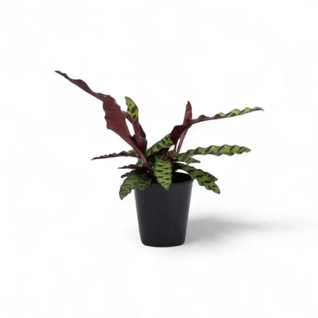 Calathea Insignis Lancifolia Rattlesnake Plant (14cm)