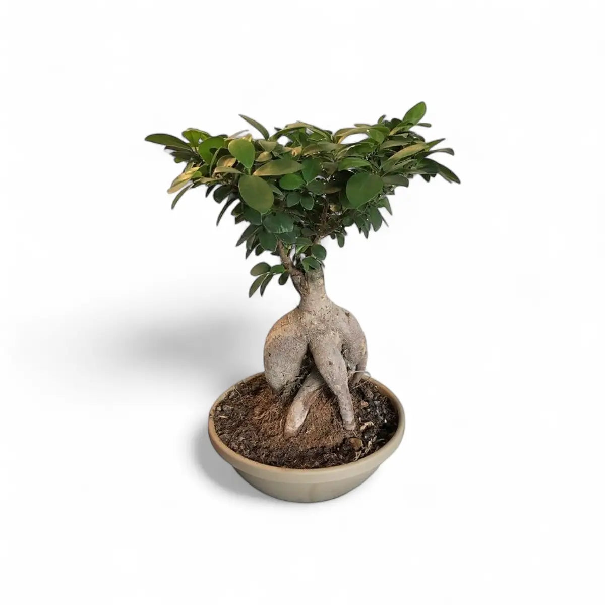 Ficus Ginseng Bonsai - 1kg in Bag (20cm)