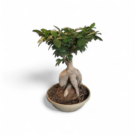 Ficus Ginseng Bonsai - 1kg in Bag (20cm)