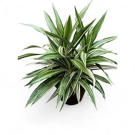 Dracaena Warneckii (19cm)
