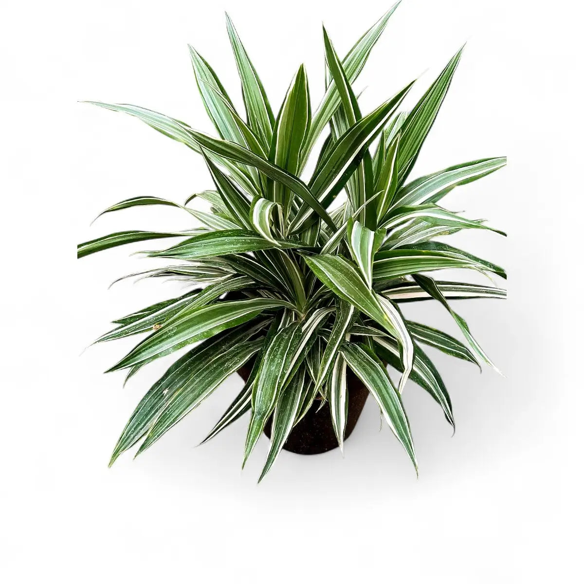 Dracaena Warneckii (30cm)
