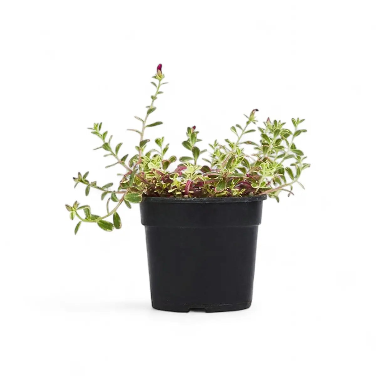 Portulaca Rainbow (14cm)