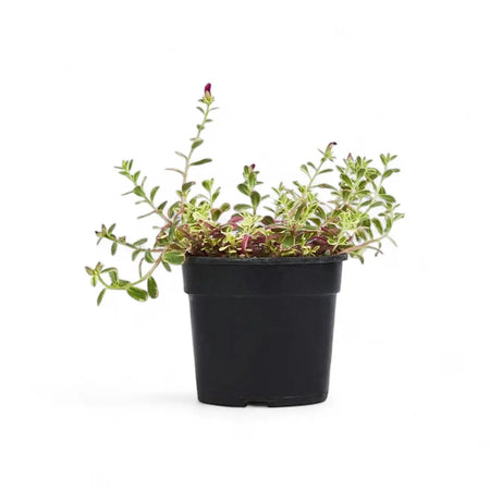 Portulaca Rainbow (14cm)