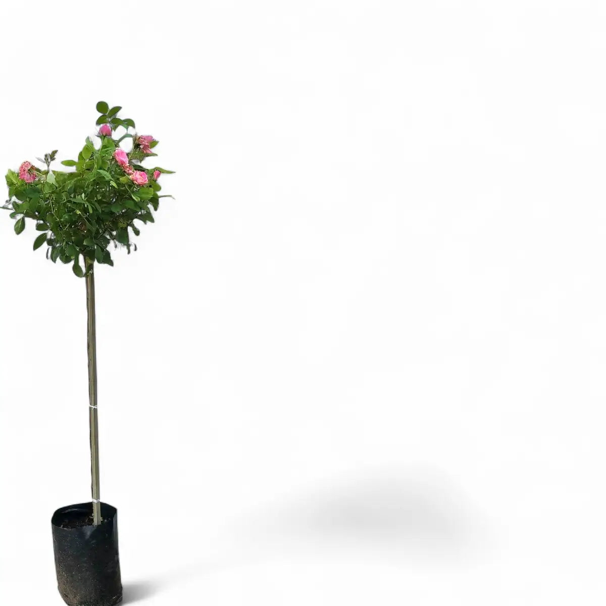 Simplicity Rose Standard (10L)
