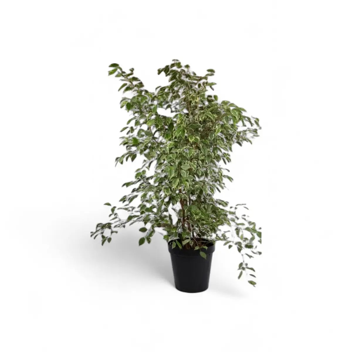 Ficus Golden King Bush (30cm)
