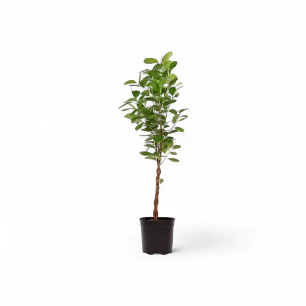 Ficus Moclame Braided (20cm)