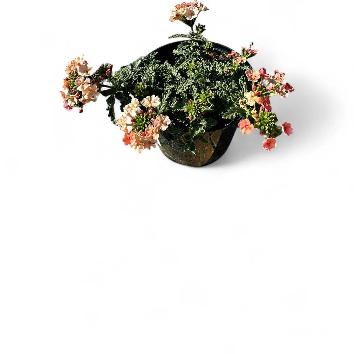 Verbena Vepita Peach (15cm)