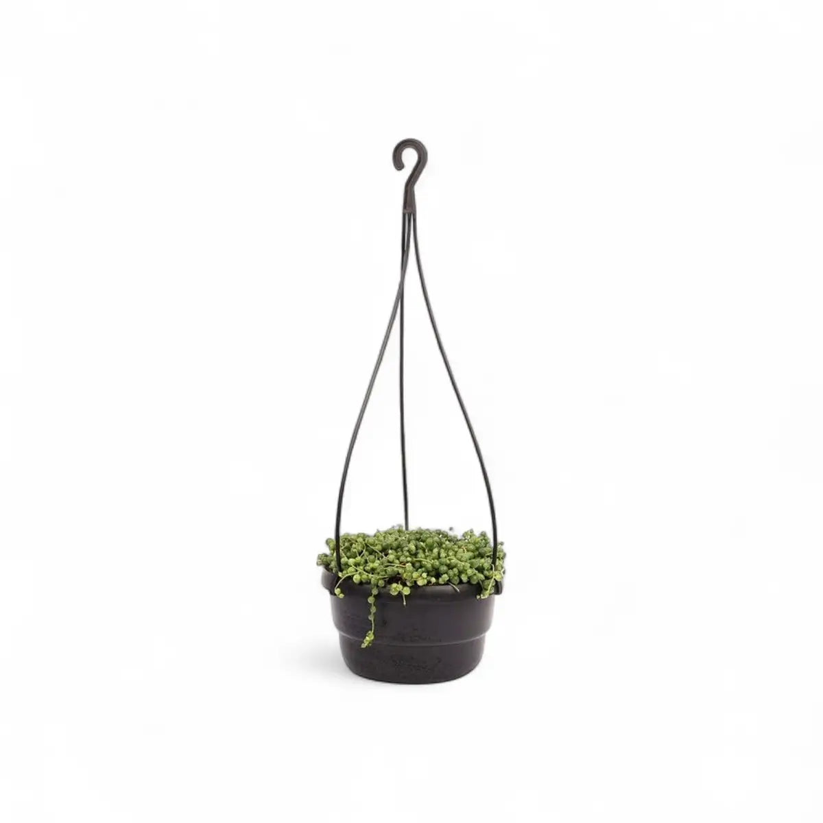 Senecio String of Pearls in Hanging Basket (16cm)