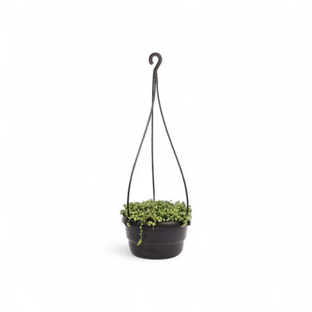 Senecio String of Pearls in Hanging Basket (16cm)