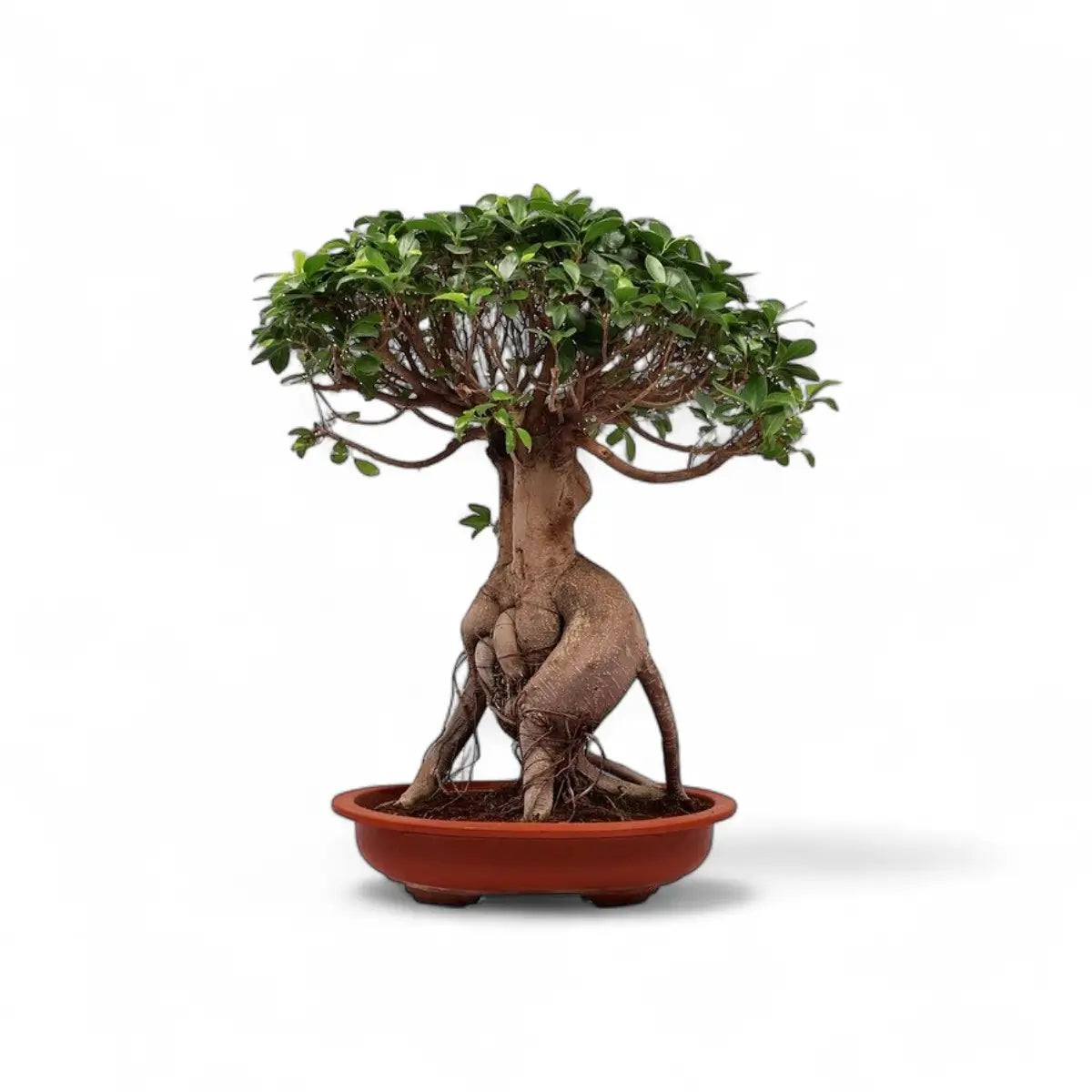 Ficus Ginseng in Cement Pot (7.5kg)