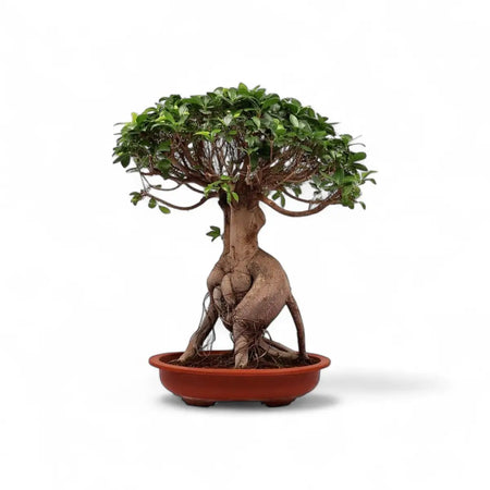 Ficus Ginseng in Cement Pot (7.5kg)