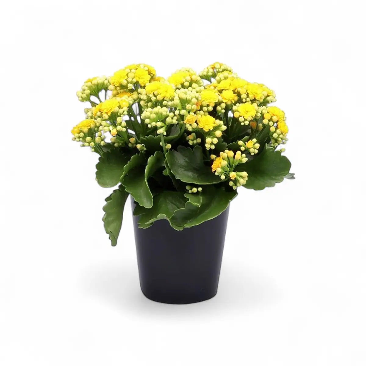 Kalanchoe Else Flowers (14cm)