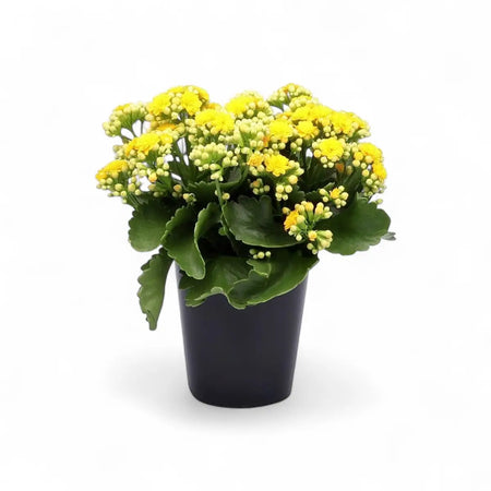 Kalanchoe Else Flowers (14cm)