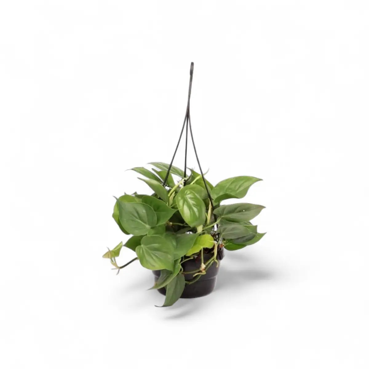 Philodendron Scandens in Hanging Basket (16cm)